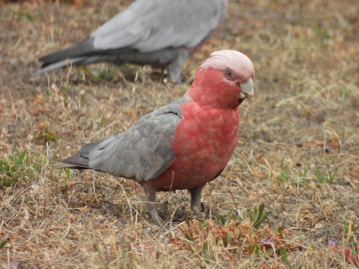 モモイロインコ - ML647449545