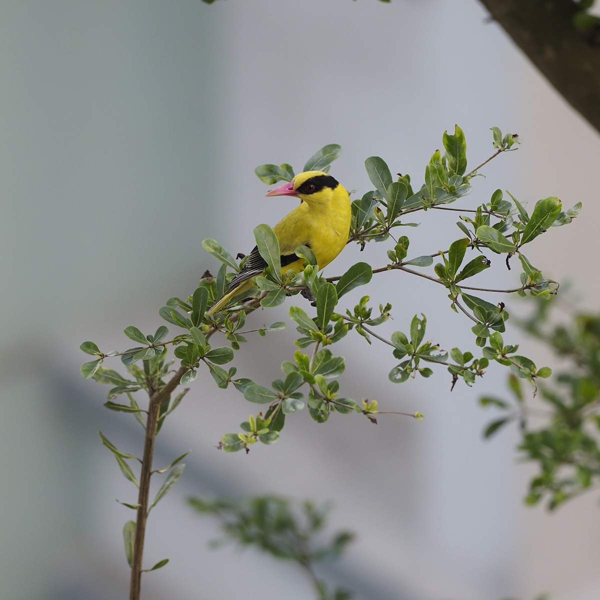 コウライウグイス - ML647449547