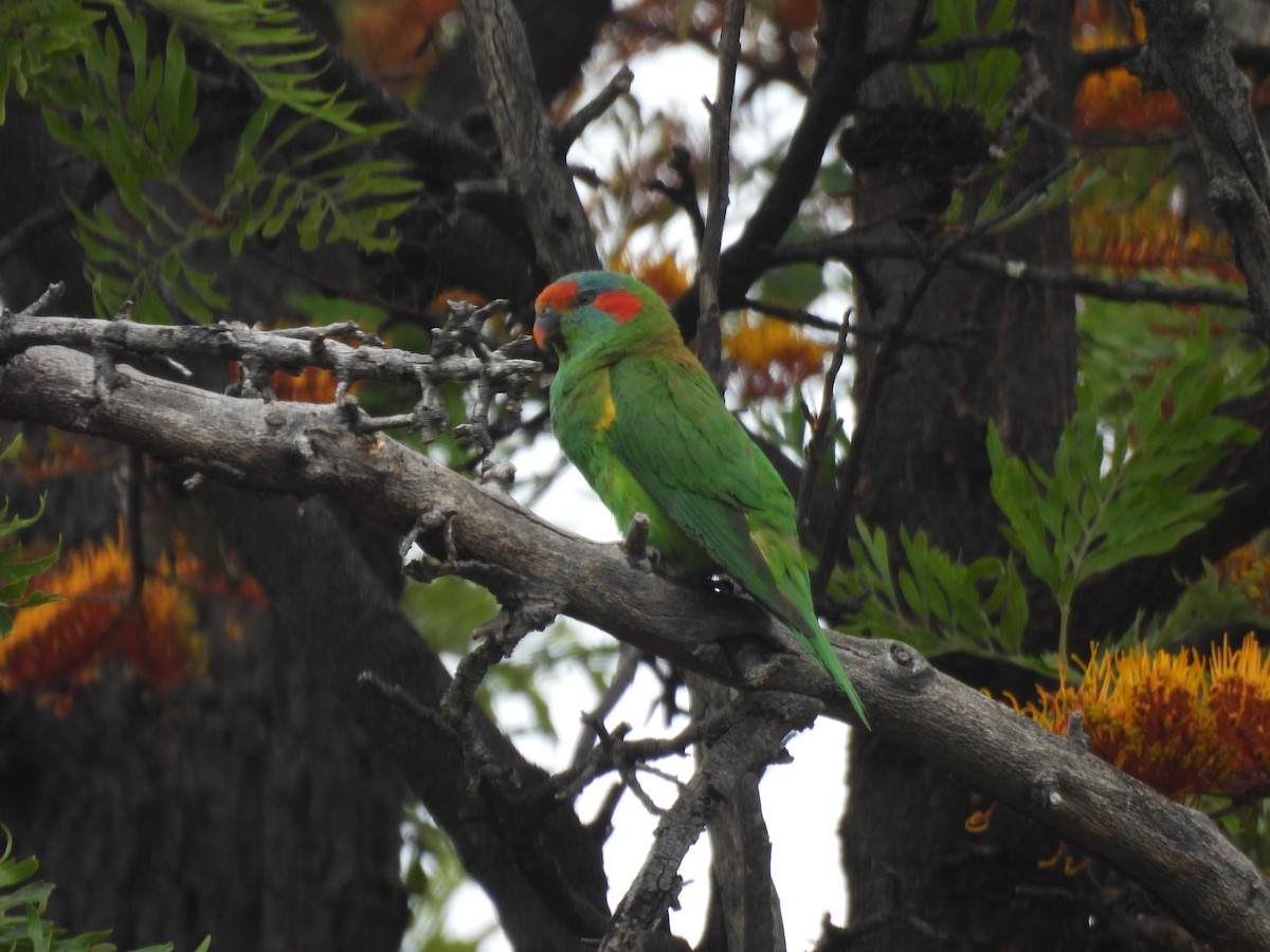ジャコウインコ - ML647449548