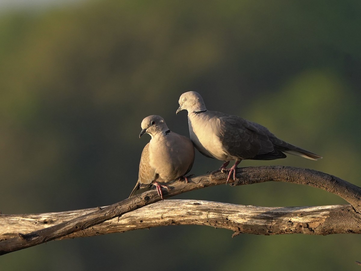 シラコバト - ML647449549