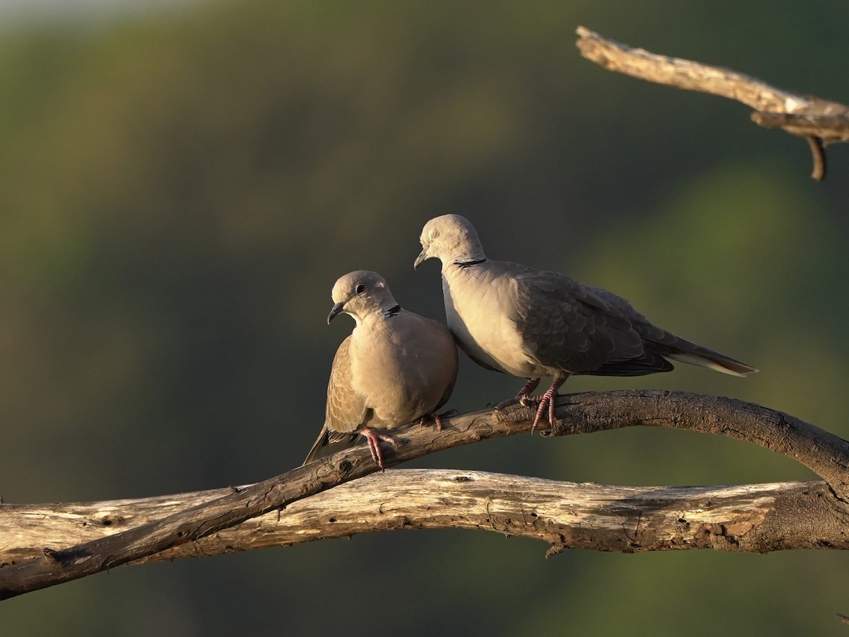 シラコバト - ML647449550