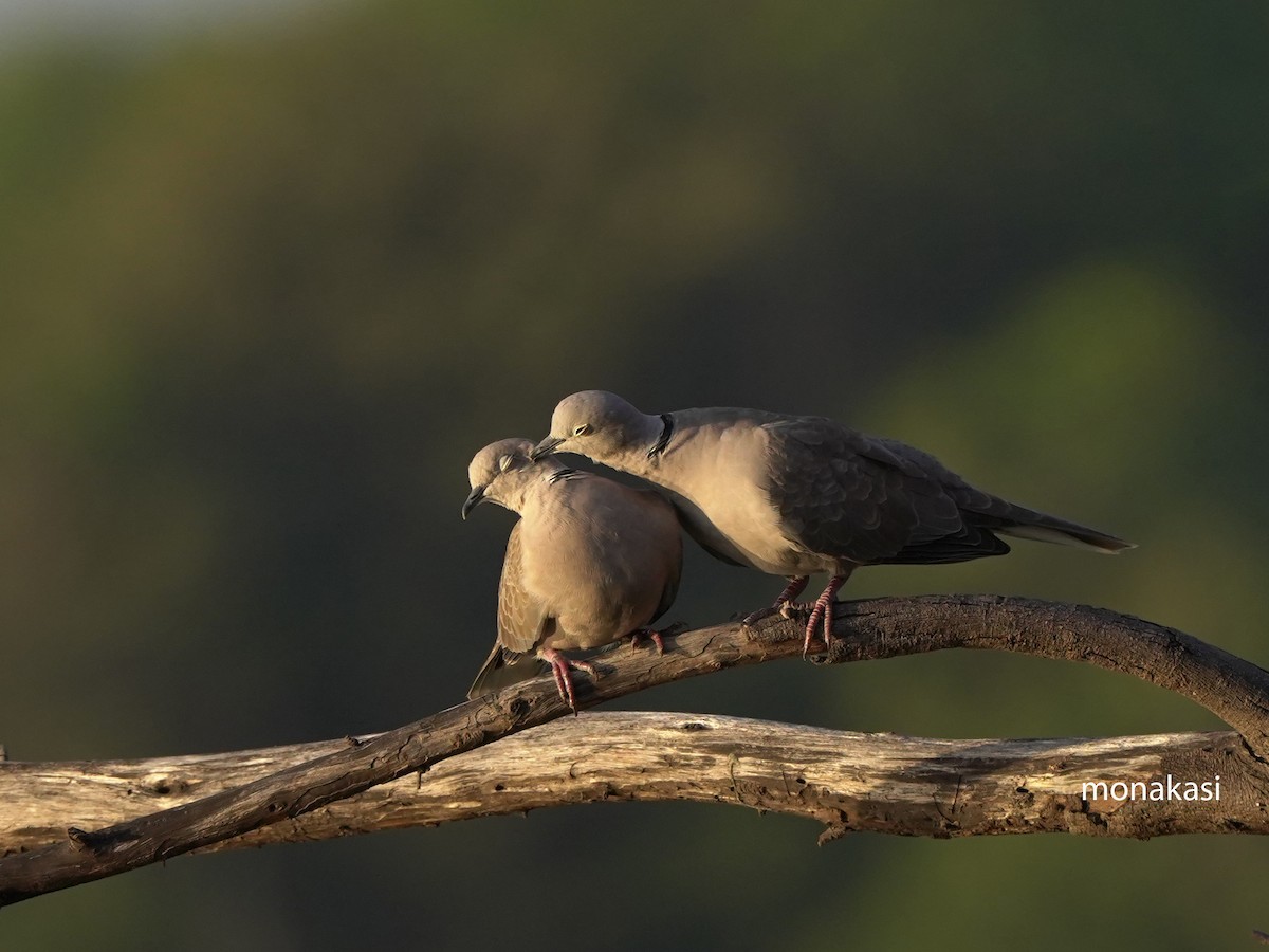 シラコバト - ML647449551