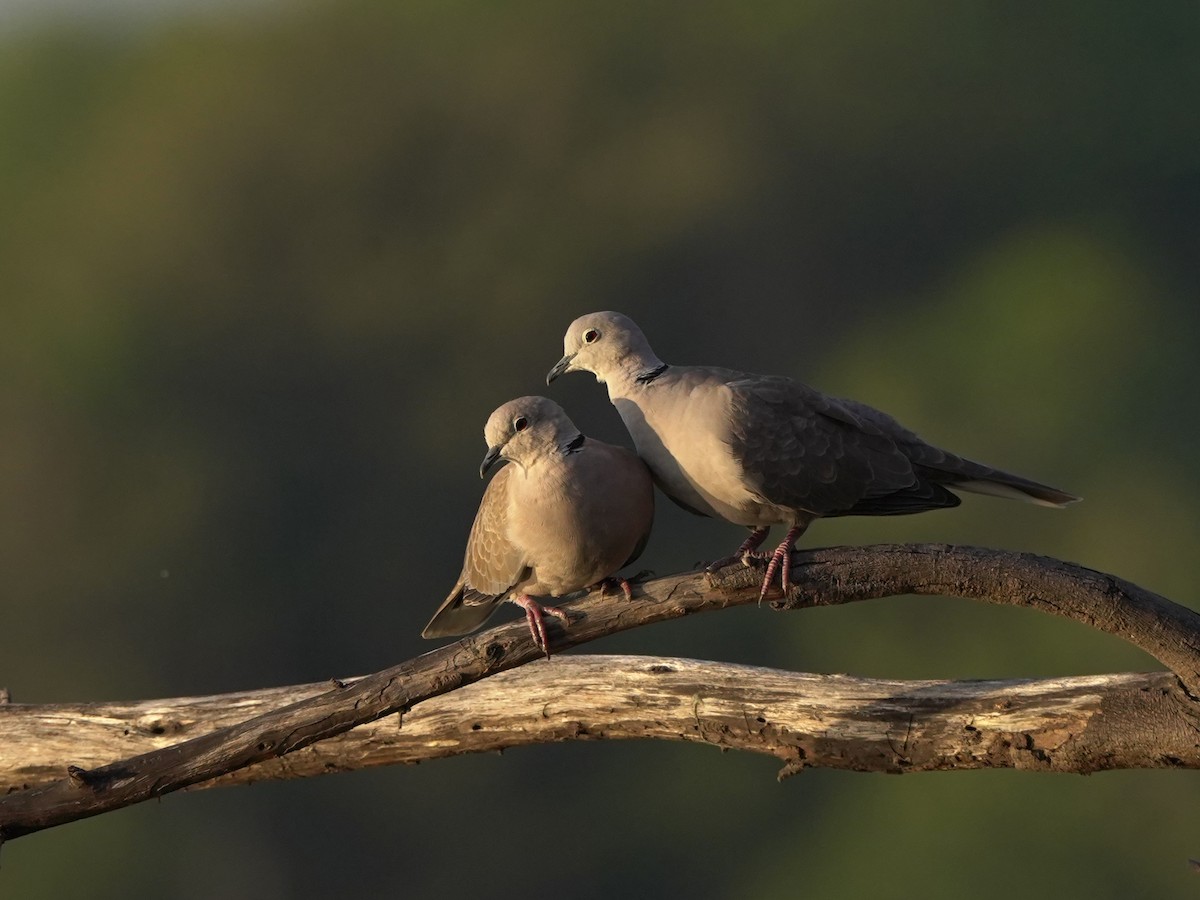 シラコバト - ML647449552