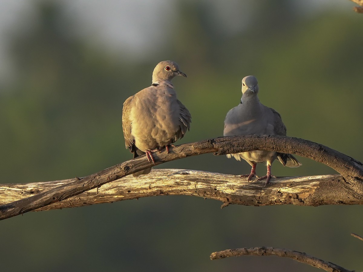 シラコバト - ML647449553