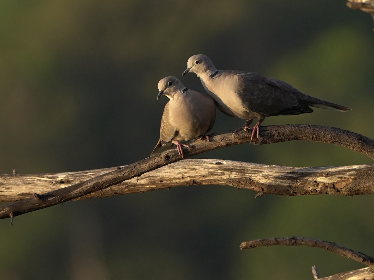 シラコバト - ML647449554