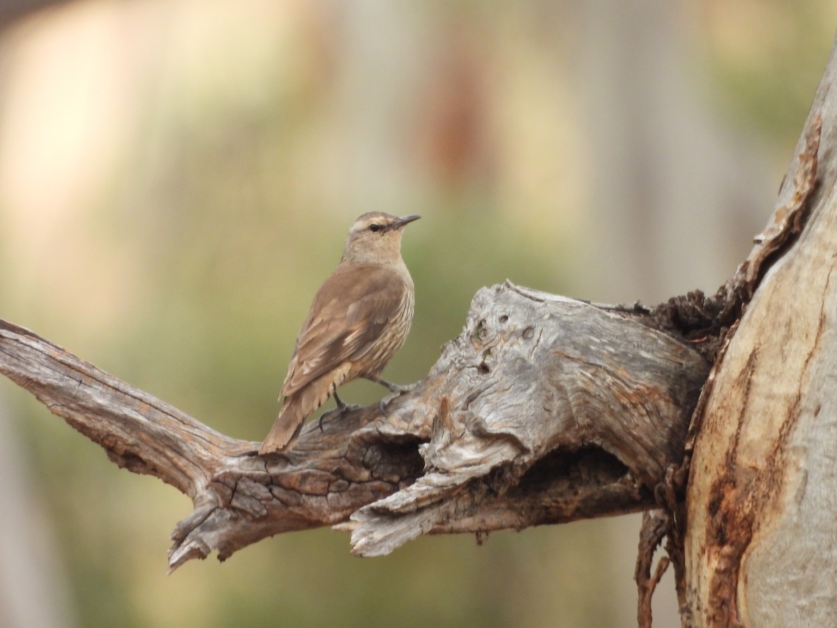 チャイロキノボリ - ML647449557