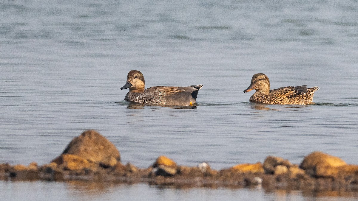 Ipar-ahatea - ML647449570