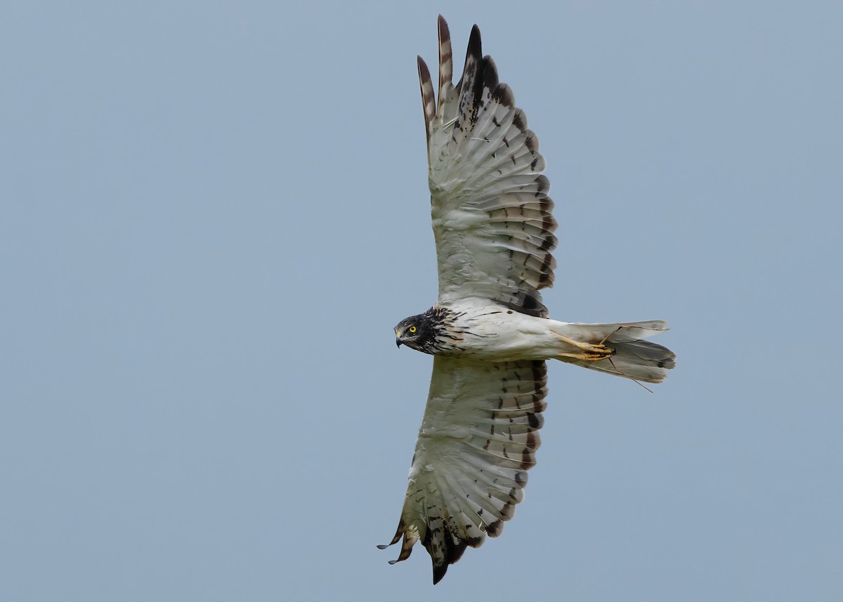 Eastern Marsh Harrier - ML647449571