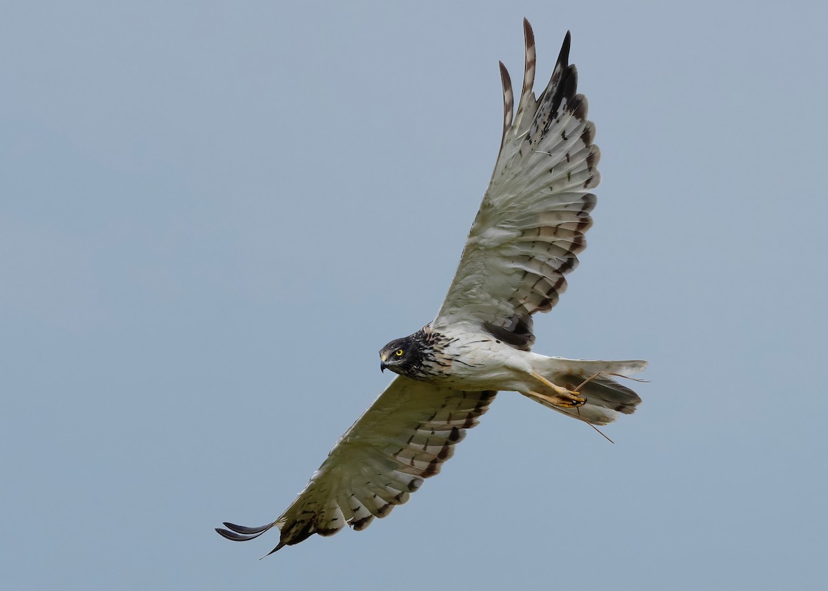 Eastern Marsh Harrier - ML647449572
