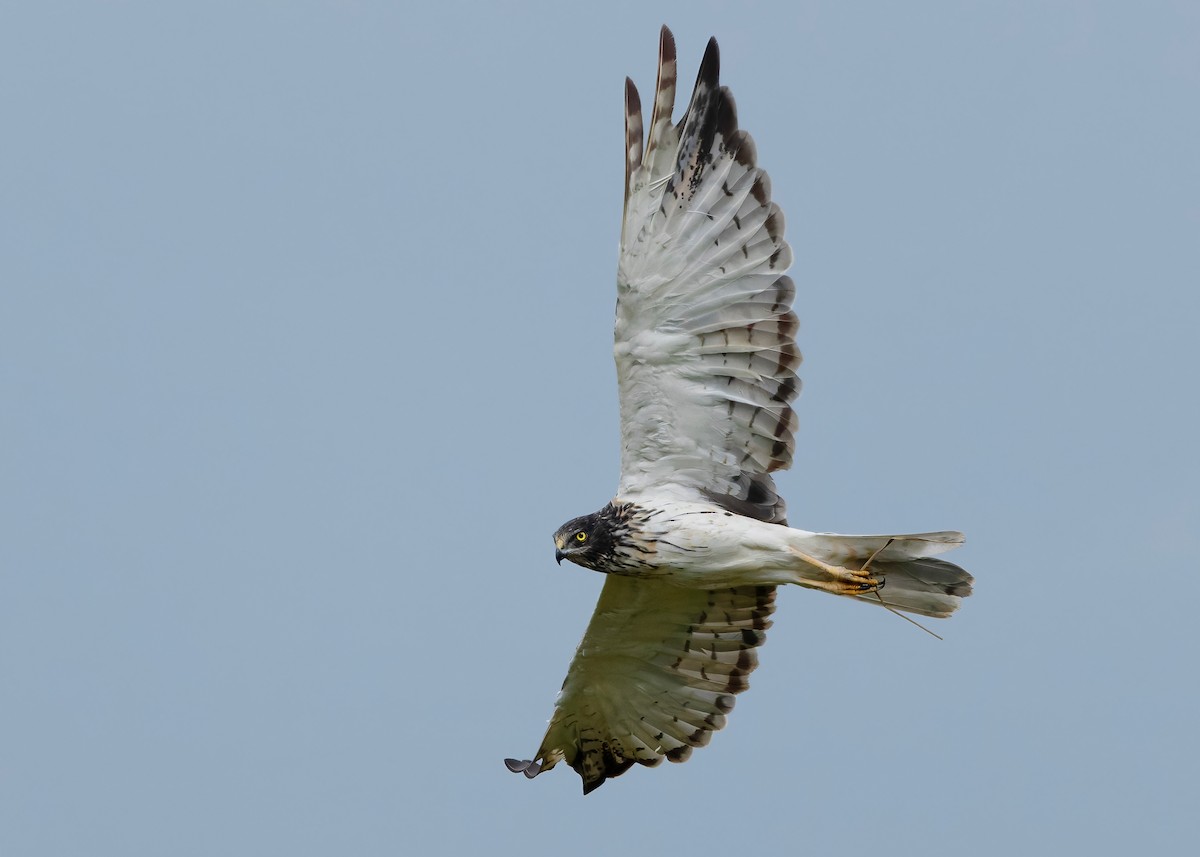 Eastern Marsh Harrier - ML647449573