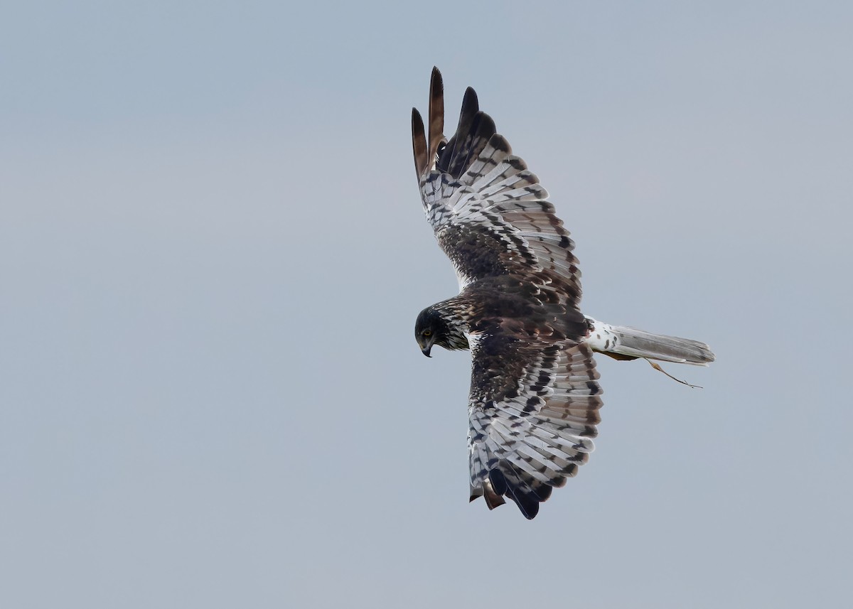 Eastern Marsh Harrier - ML647449574