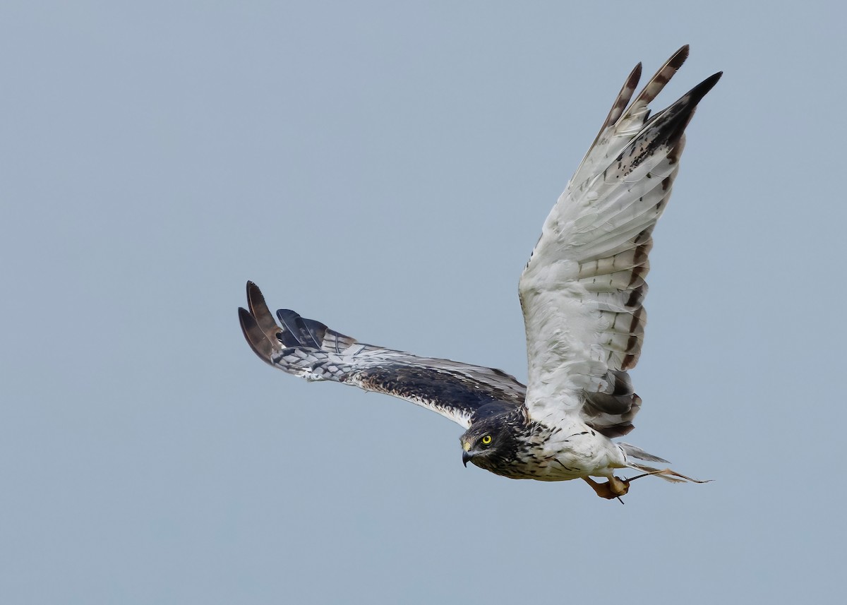 Eastern Marsh Harrier - ML647449575