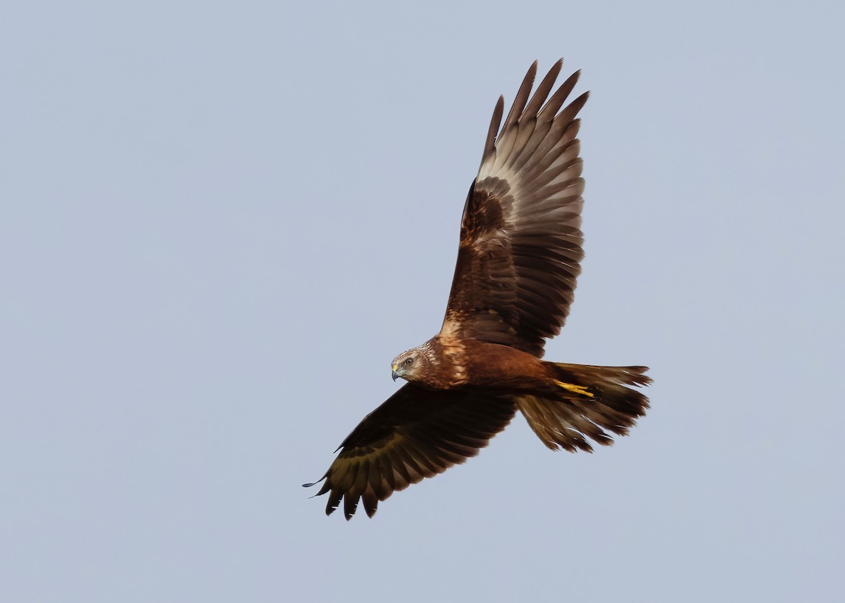 Eastern Marsh Harrier - ML647449576
