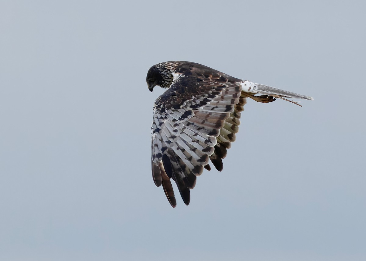 Eastern Marsh Harrier - ML647449577