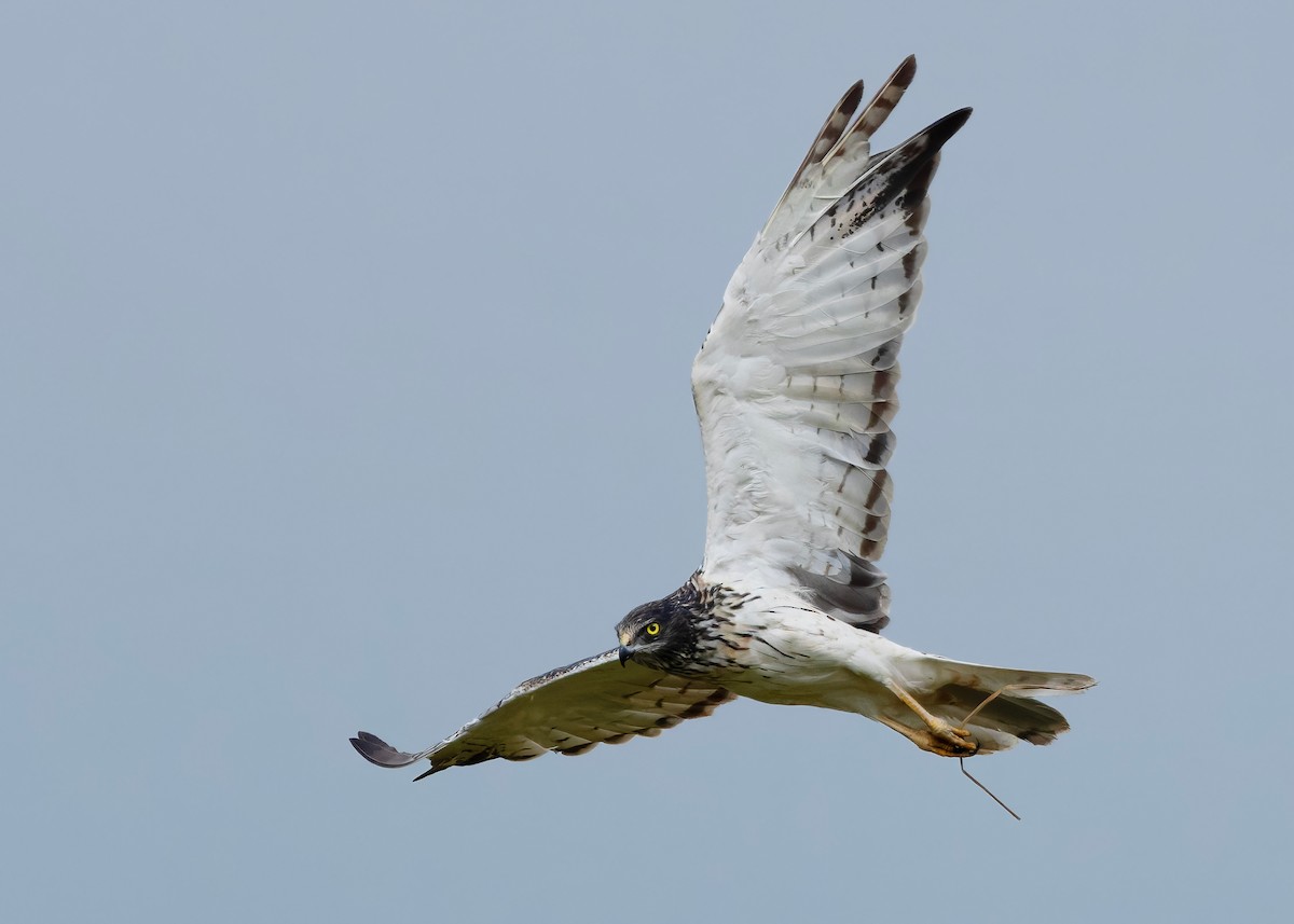 Eastern Marsh Harrier - ML647449578
