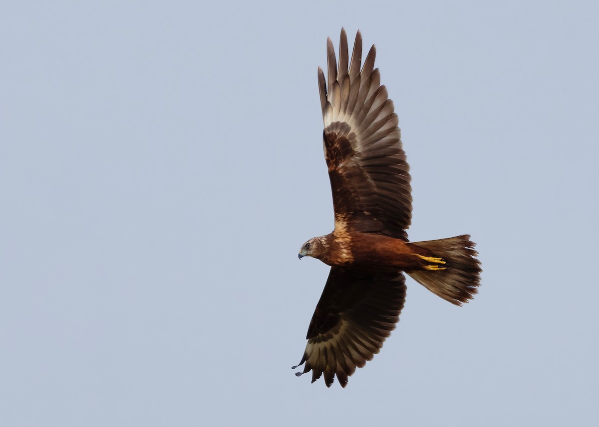 Eastern Marsh Harrier - ML647449579