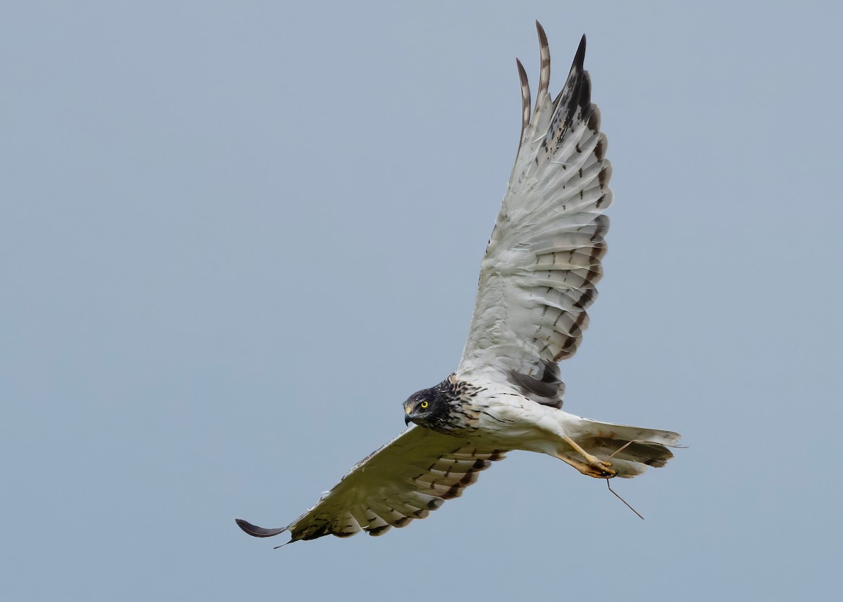 Eastern Marsh Harrier - ML647449580