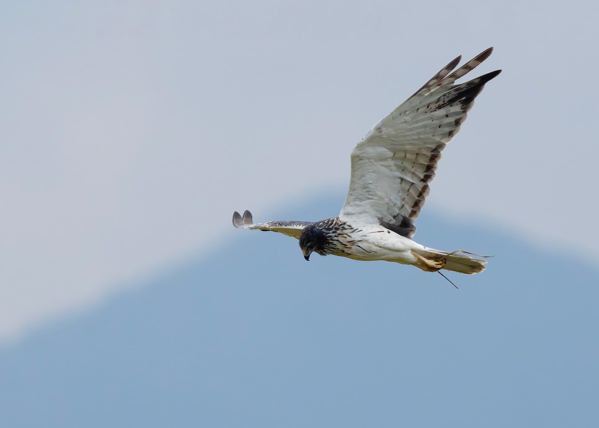 Eastern Marsh Harrier - ML647449581