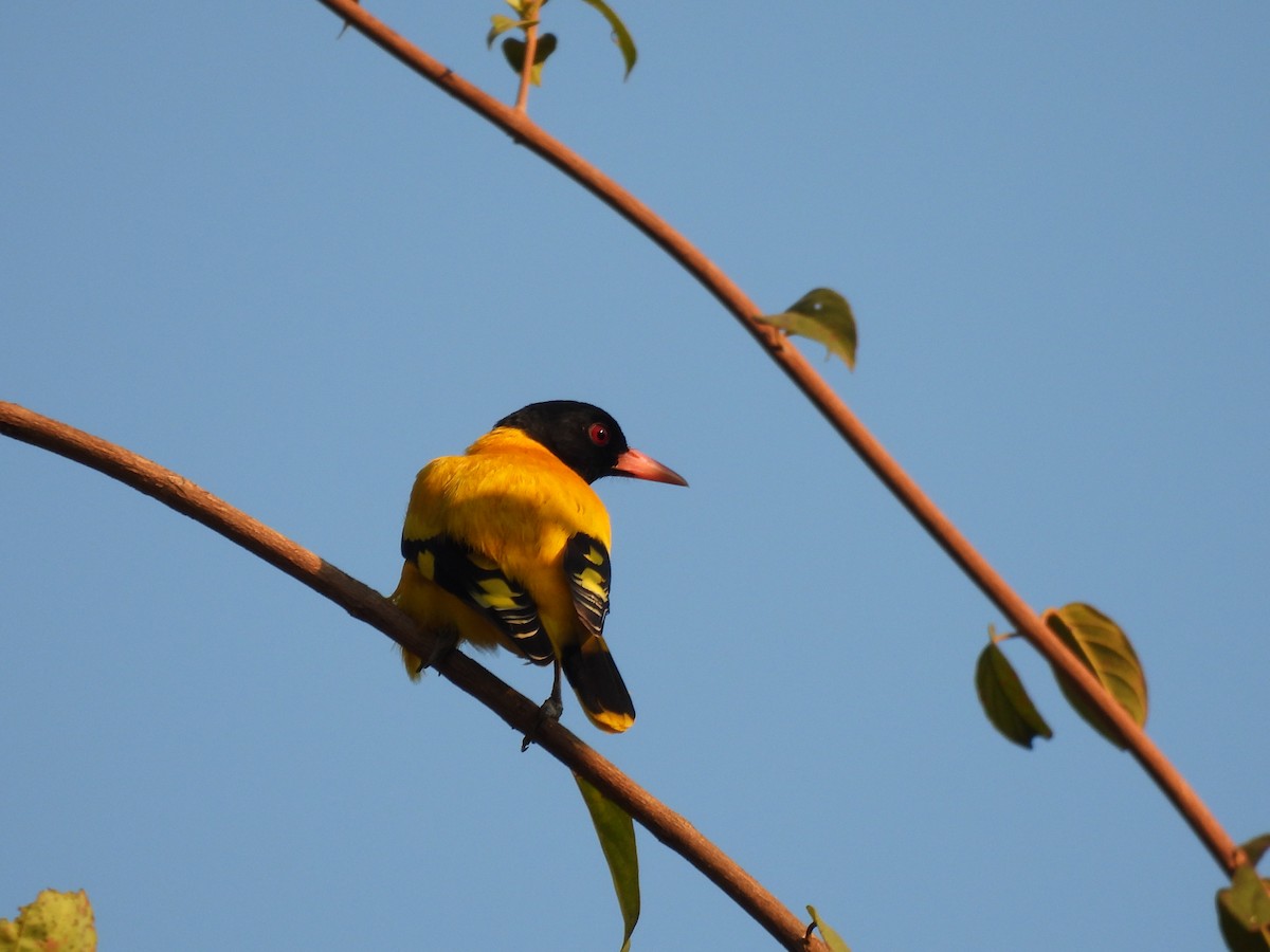 Black-hooded Oriole - ML647449604