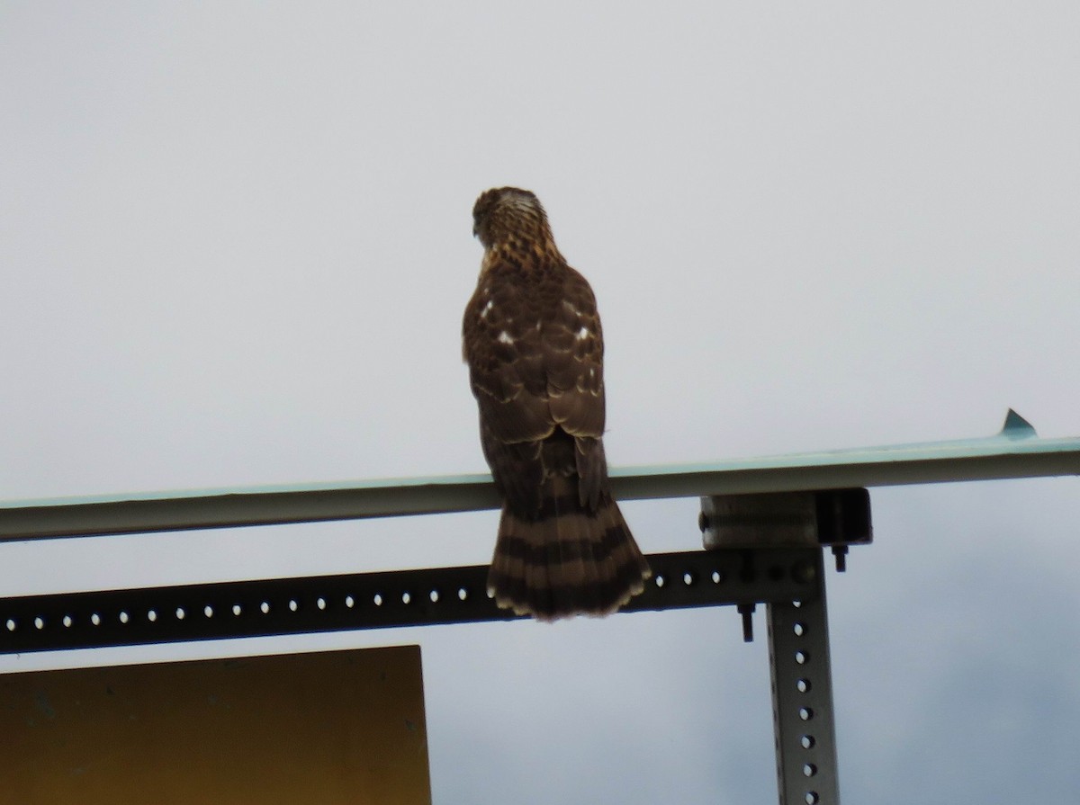 Cooper's Hawk - ML647449606