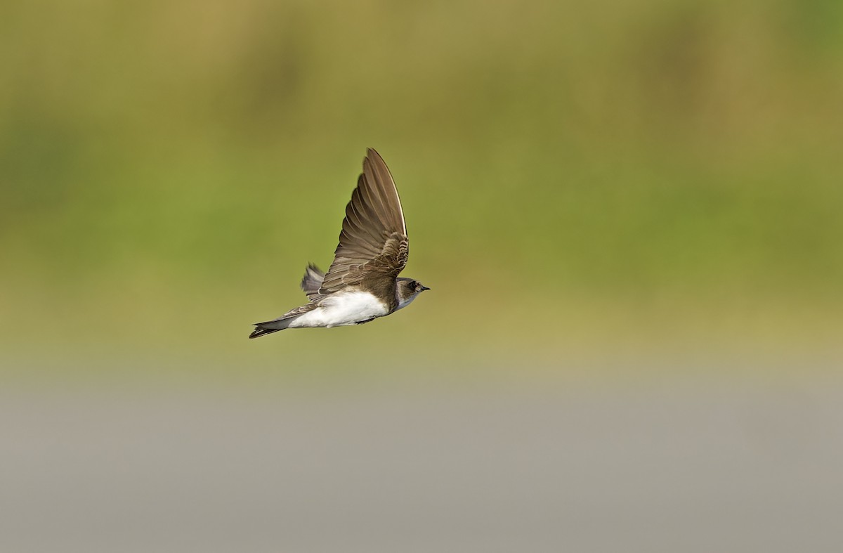 Bank Swallow - ML647449620