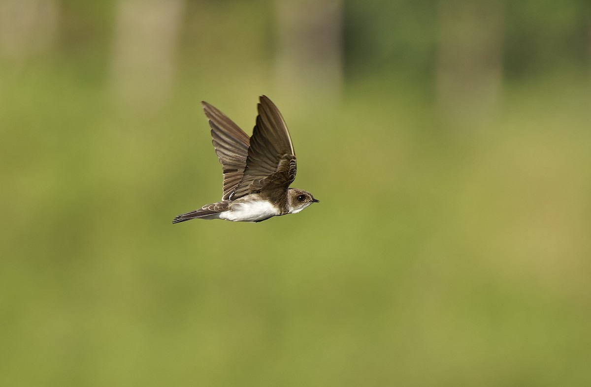 Bank Swallow - ML647449621