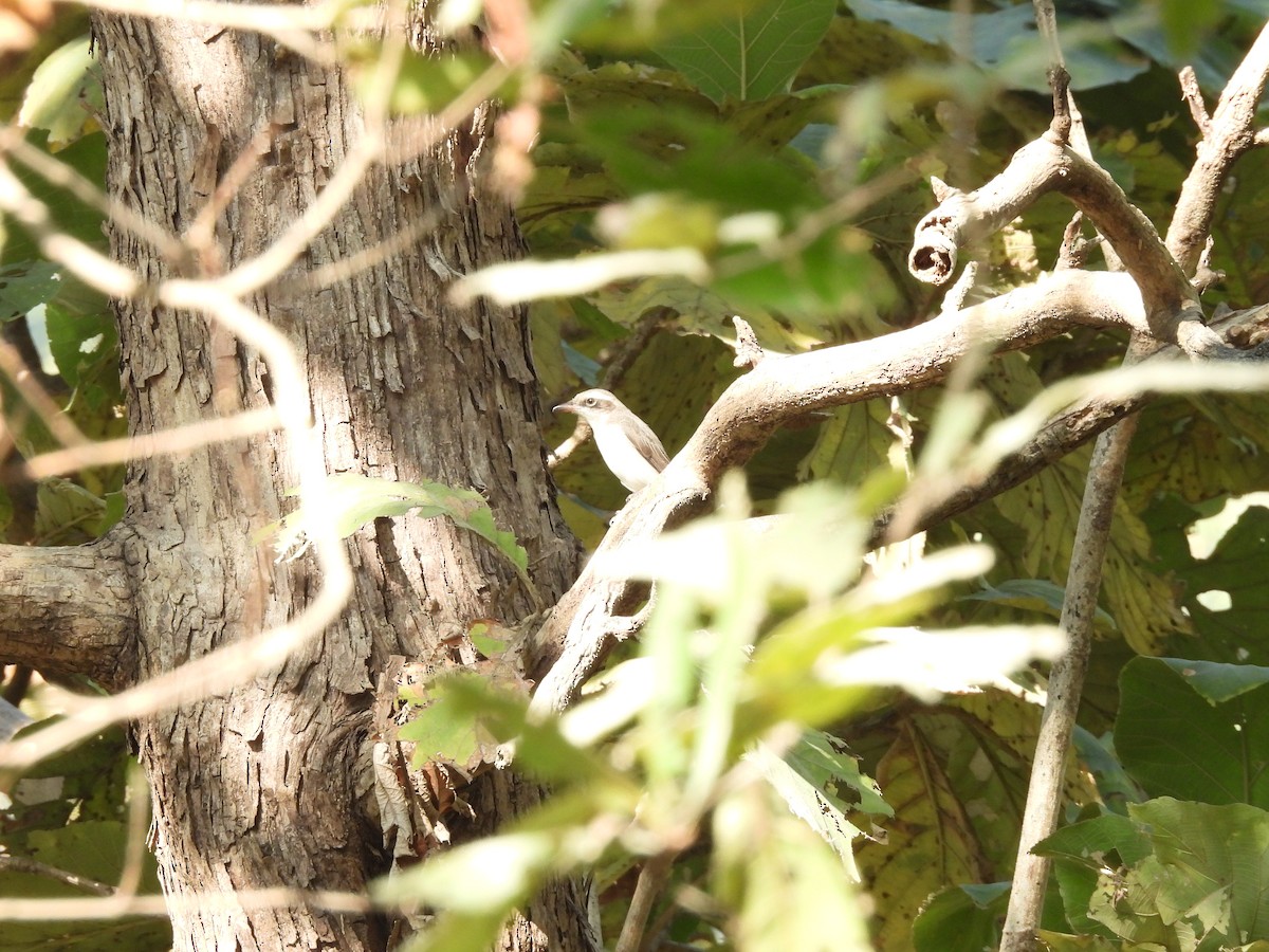 Common Woodshrike - ML647449623