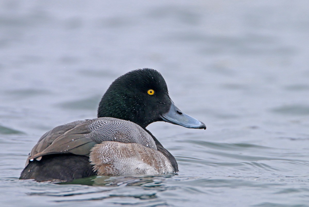 Greater Scaup - ML647449627