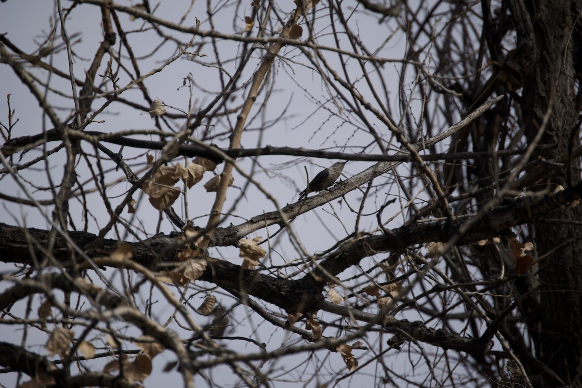 White-breasted Nuthatch - ML647449630