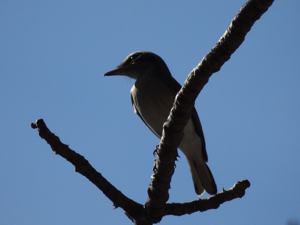 Common Woodshrike - ML647449631