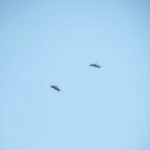 Culebrera Chiíla - ML647449633