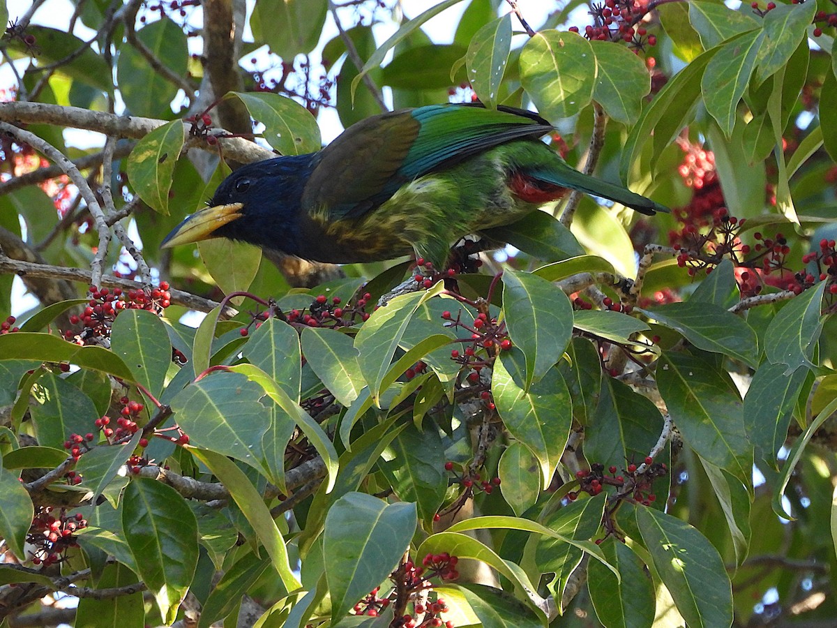 Barbu géant - ML647449635