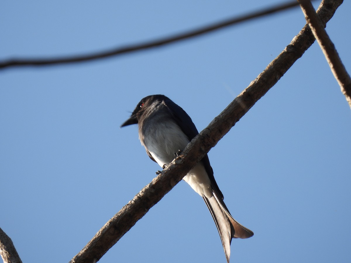 White-bellied Drongo - ML647449642