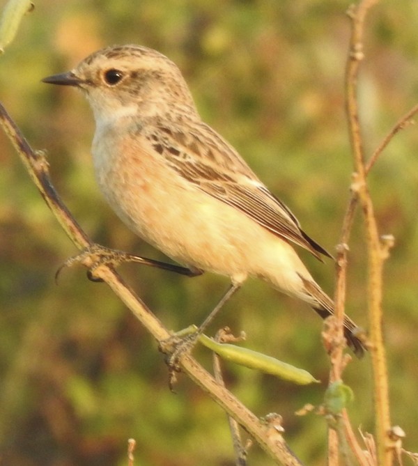 bramborníček sibiřský - ML647449644