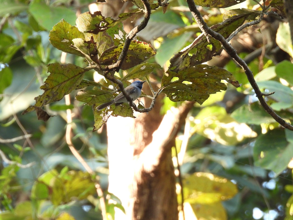 Black-naped Monarch - ML647449653