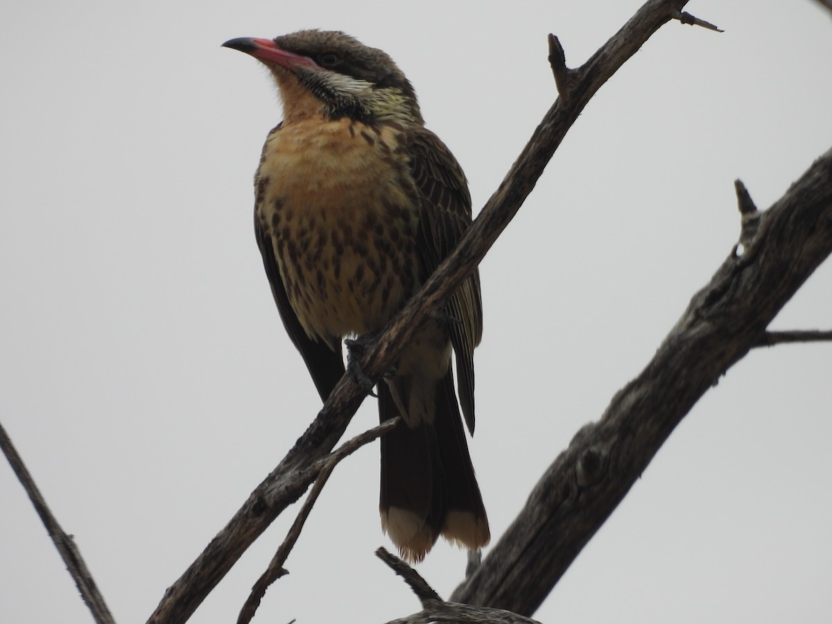 Diken Yanaklı Balkuşu - ML647449665