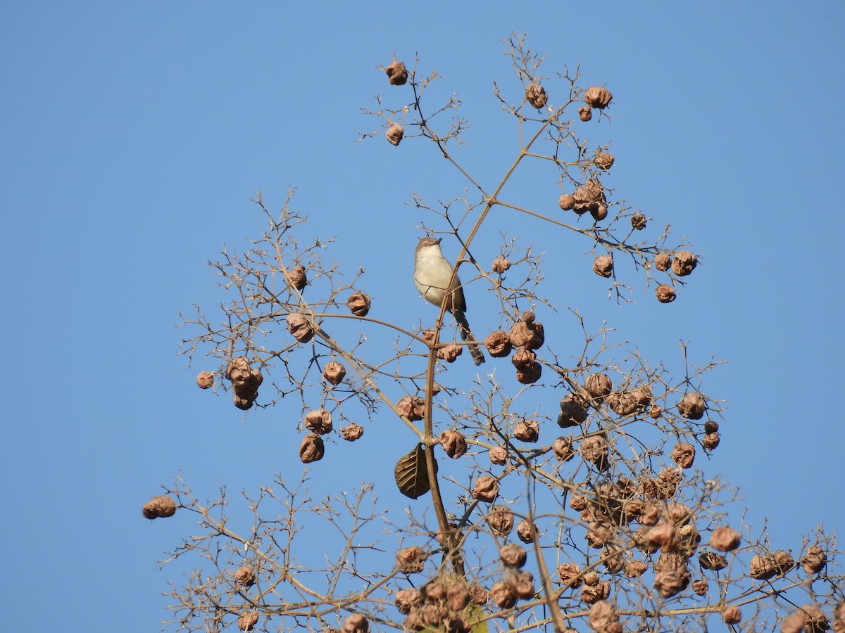 Gray-breasted Prinia - ML647449666