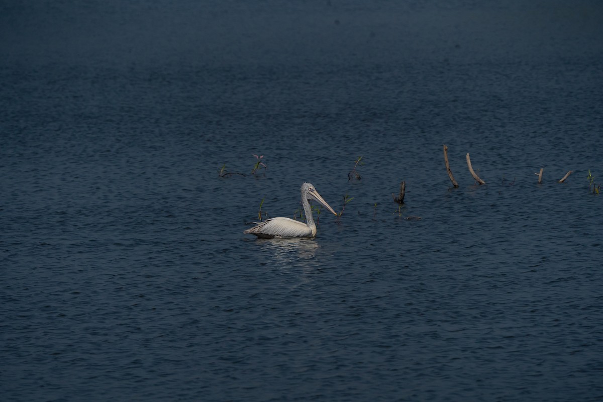 Hint Pelikanı - ML647449670