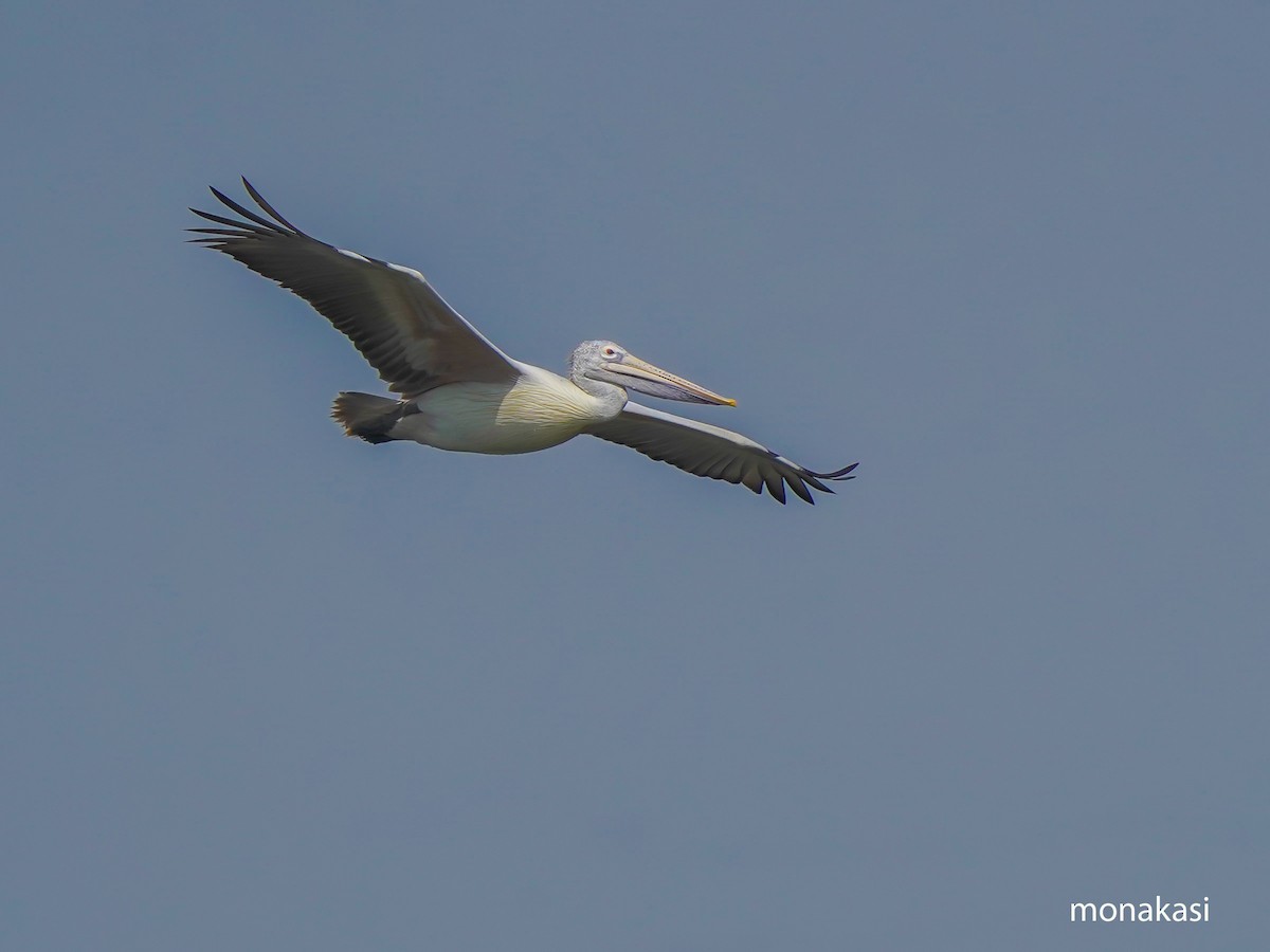 Hint Pelikanı - ML647449671