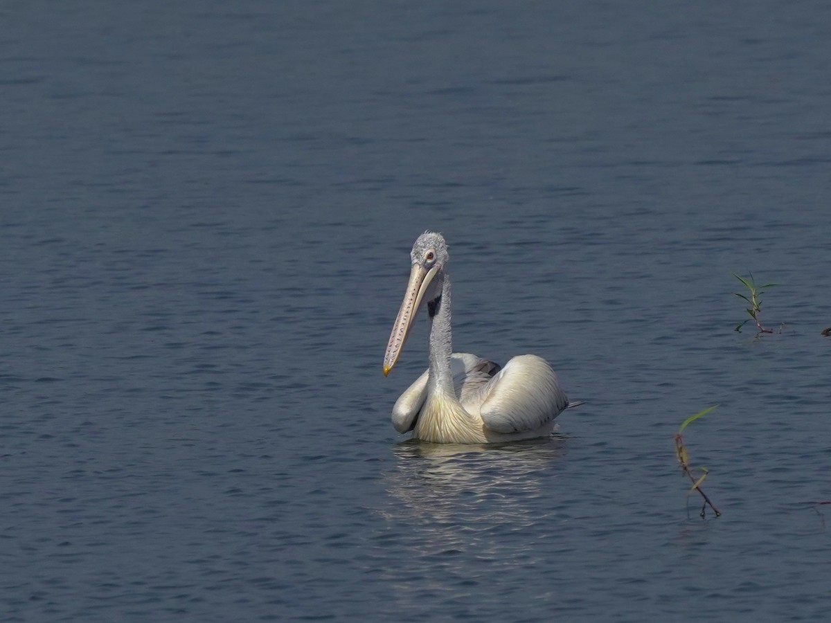 Hint Pelikanı - ML647449672