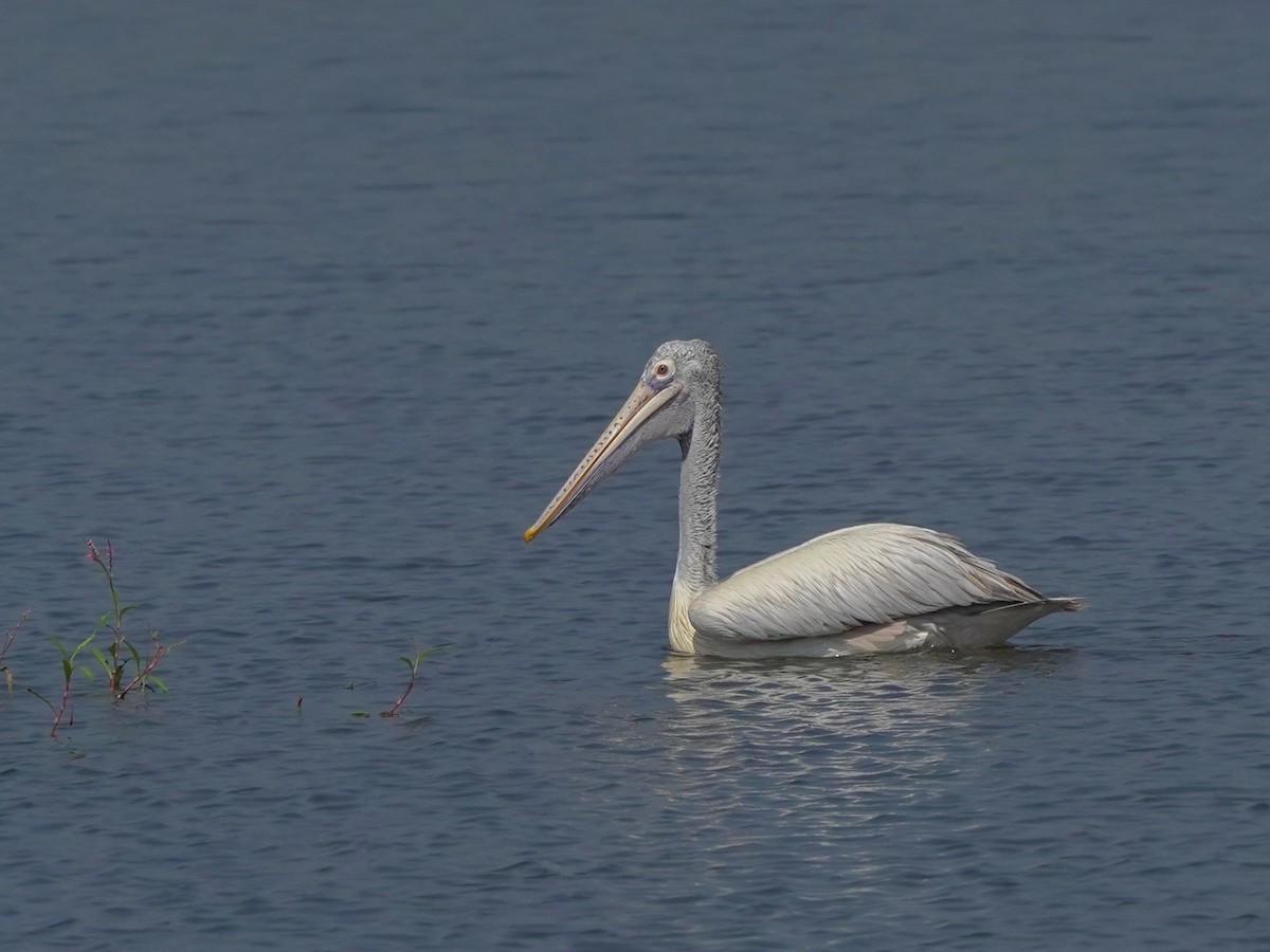 Hint Pelikanı - ML647449673