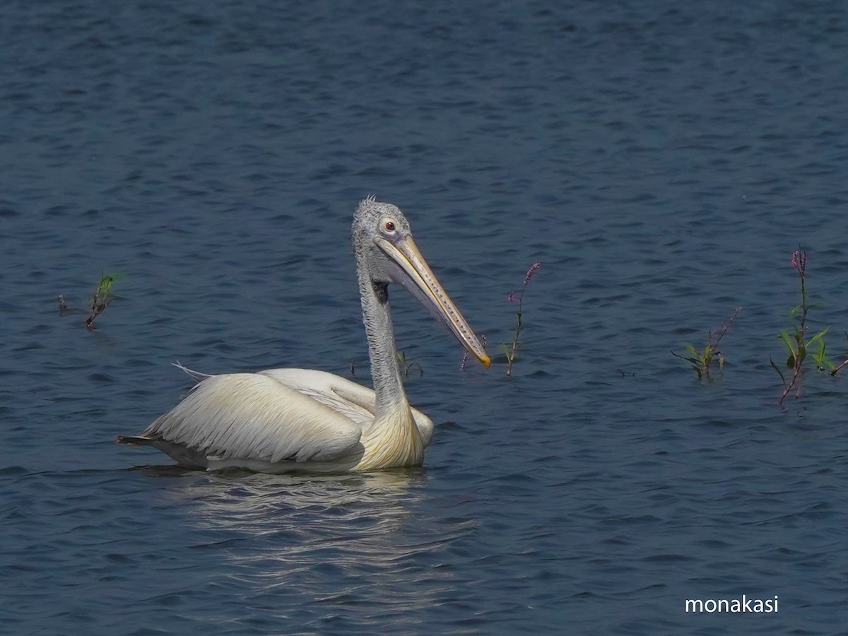 Hint Pelikanı - ML647449674