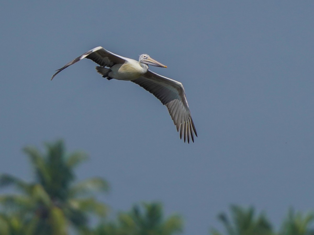 Hint Pelikanı - ML647449675