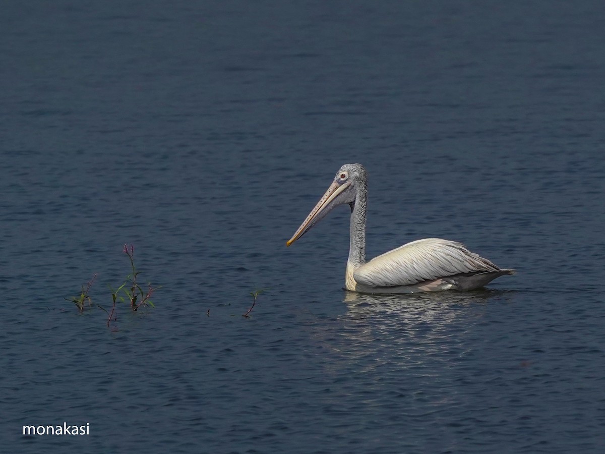 Hint Pelikanı - ML647449676