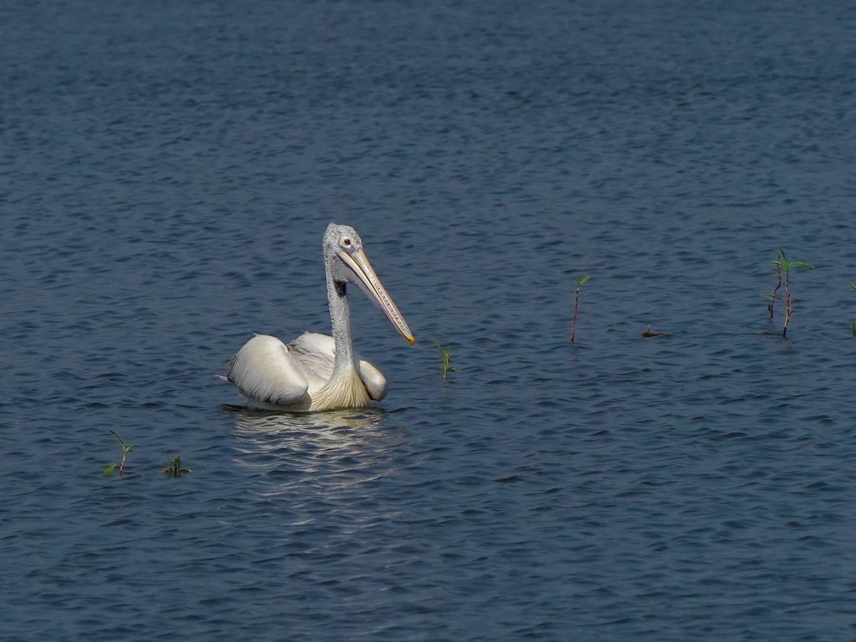 Hint Pelikanı - ML647449677