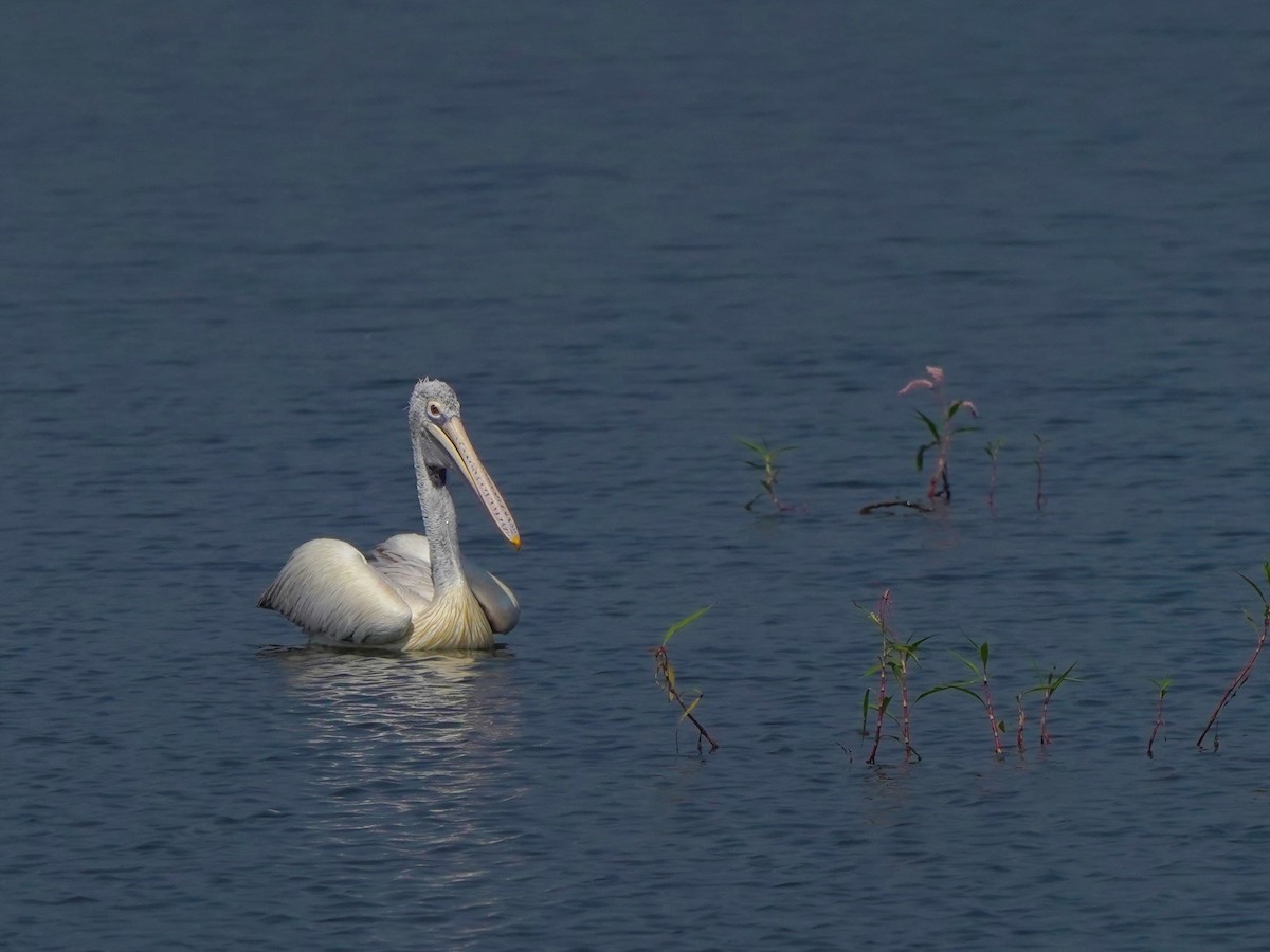 Hint Pelikanı - ML647449678