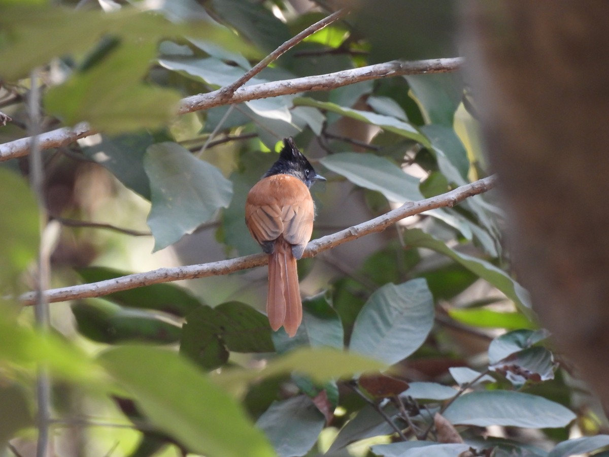 Indian Paradise-Flycatcher - ML647449684