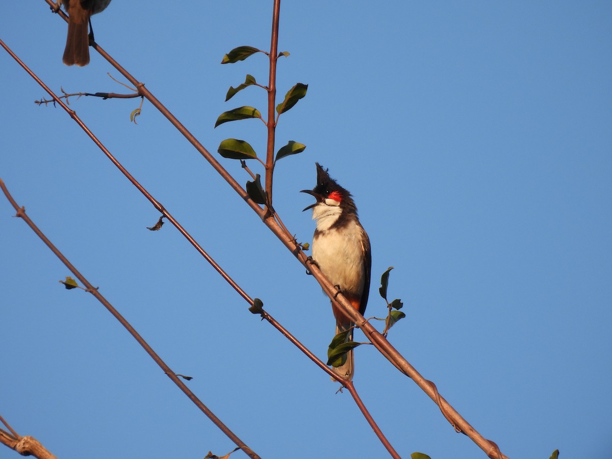 Red-whiskered Bulbul - ML647449689