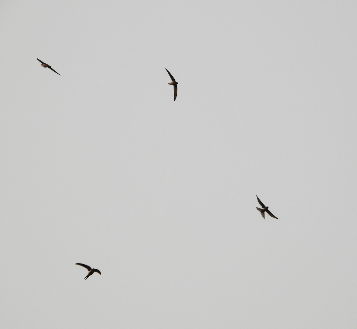 Bengalensegler - ML647449698