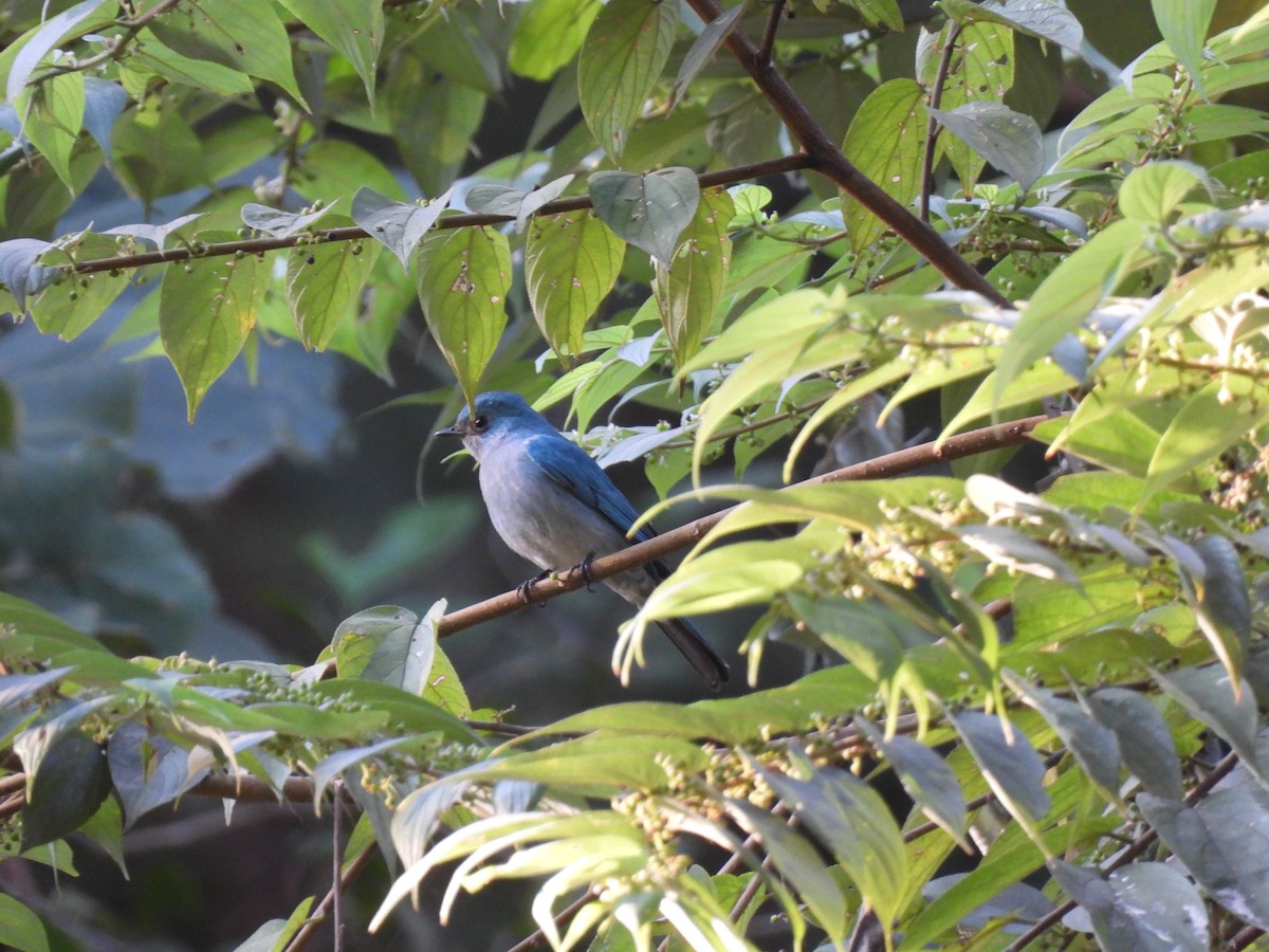 Verditer Flycatcher - ML647449700